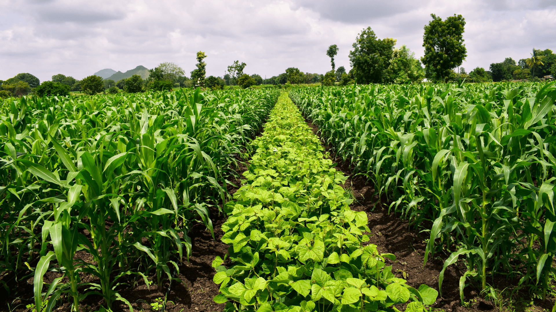 Crop Rotation: Enhancing Productivity and Reducing Pest and Disease Risks