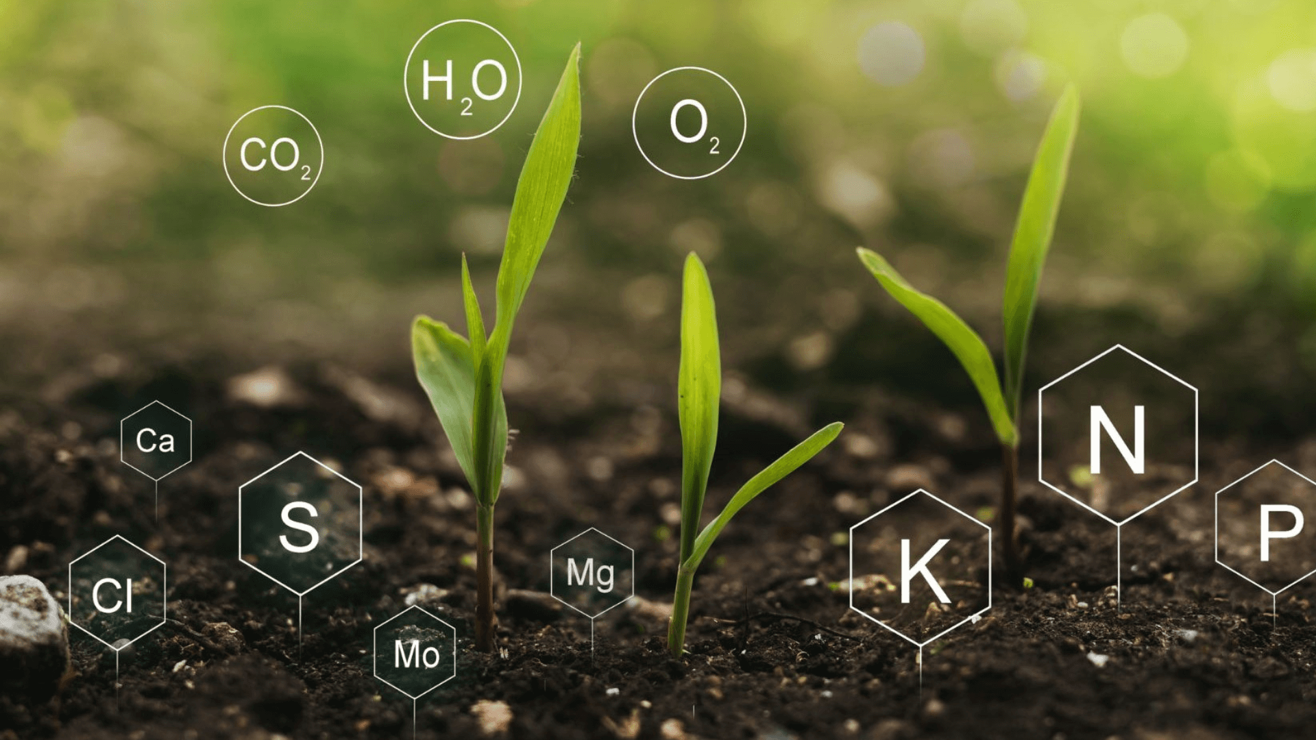 The Importance of Nutrient Management in Maximizing Crop Health and Yield