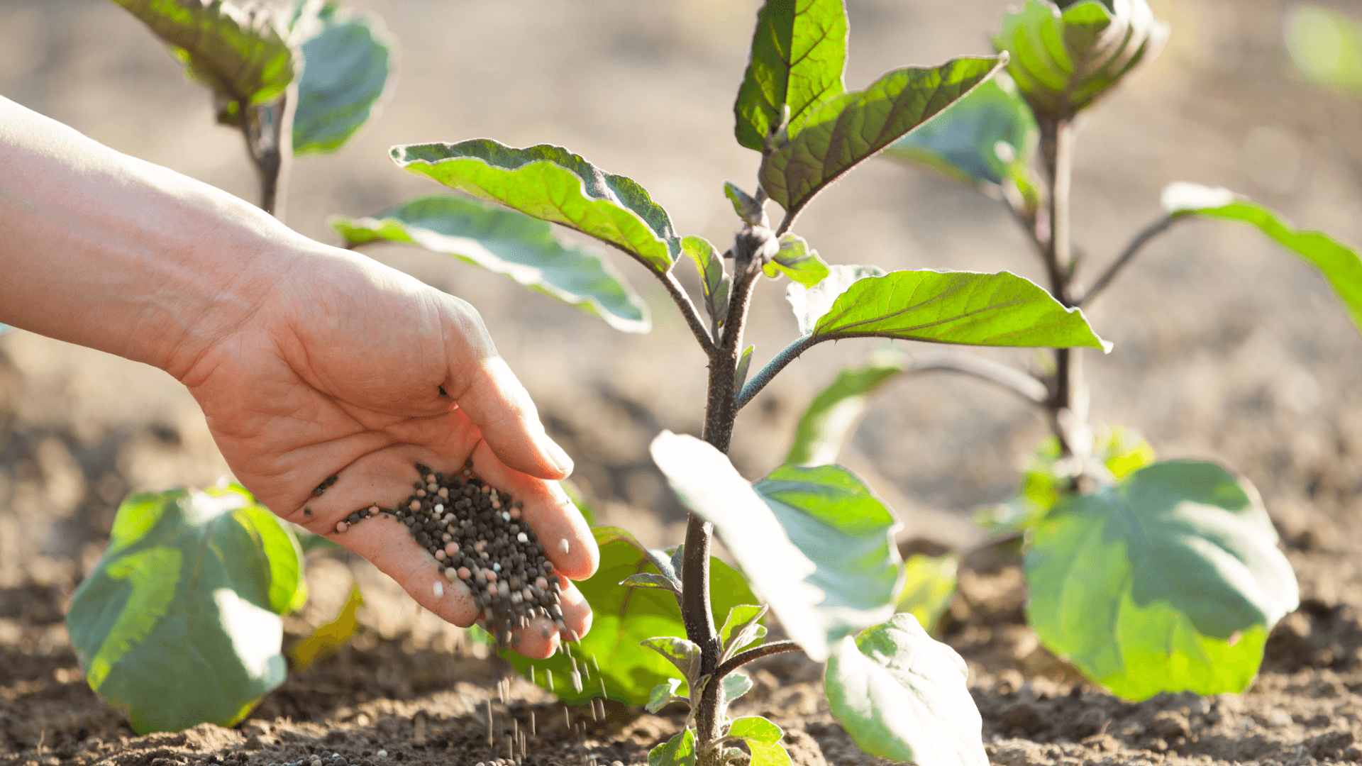 The Role of Organic Fertilizers in Sustainable Agriculture: Benefits and Best Practices